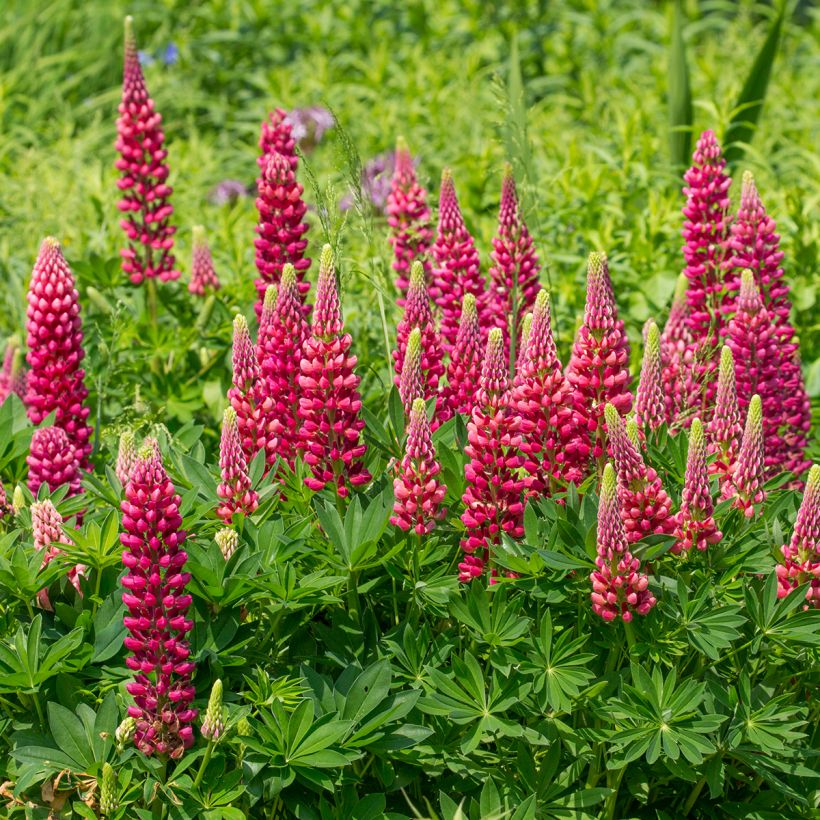 Lupinus Gallery Red - Lupino (Porto)