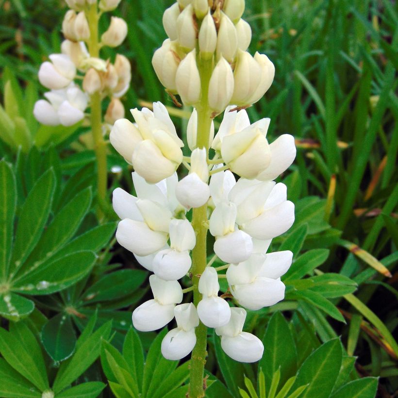 Lupinus Gallery White - Lupino (Fioritura)