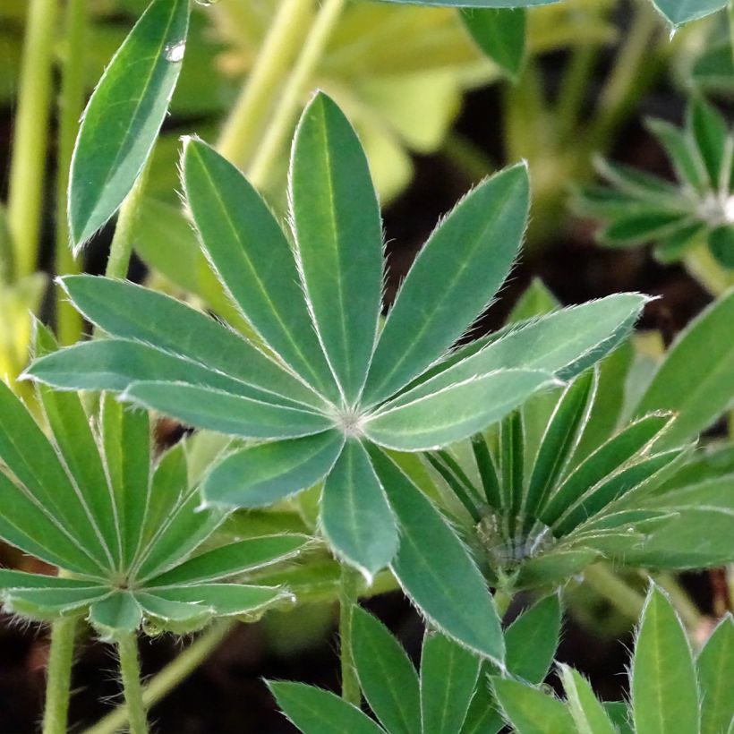 Lupinus Noblemaiden - Lupino (Fogliame)