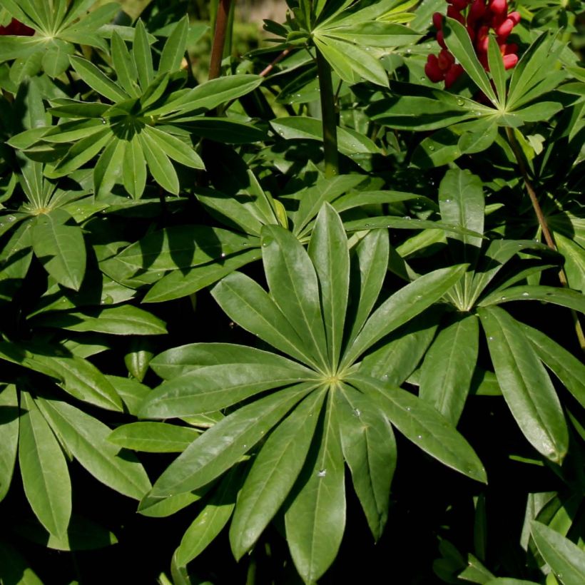 Lupinus Les Pages - Lupino (Fogliame)