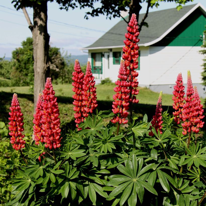 Lupinus Les Pages - Lupino (Fioritura)