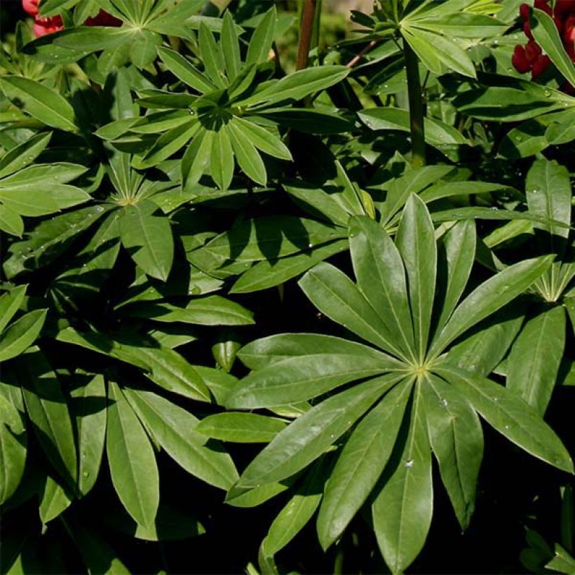 Lupinus Purple Emperor - Lupino (Fogliame)