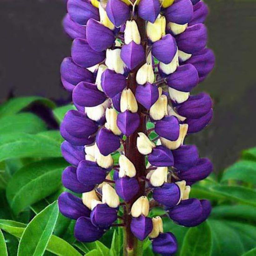 Lupinus Purple Emperor - Lupino (Fioritura)