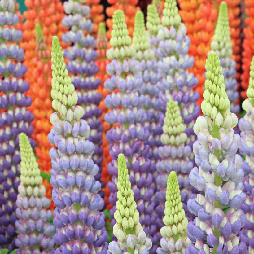 Lupinus West Country Persian Slipper - Lupino (Fioritura)