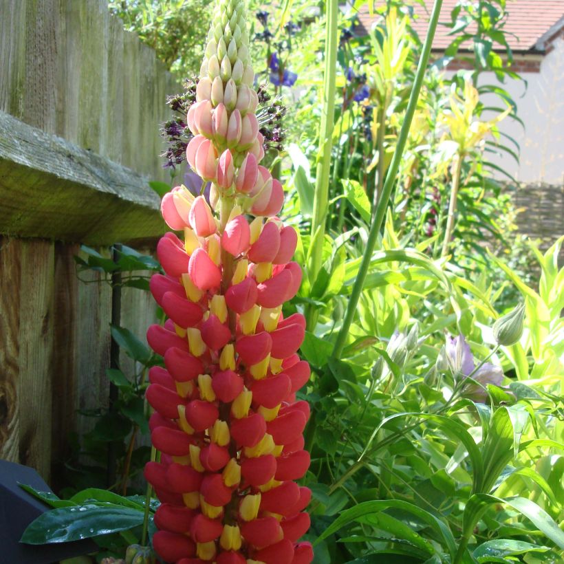 Lupinus West Country Tequila Flame - Lupino (Fioritura)