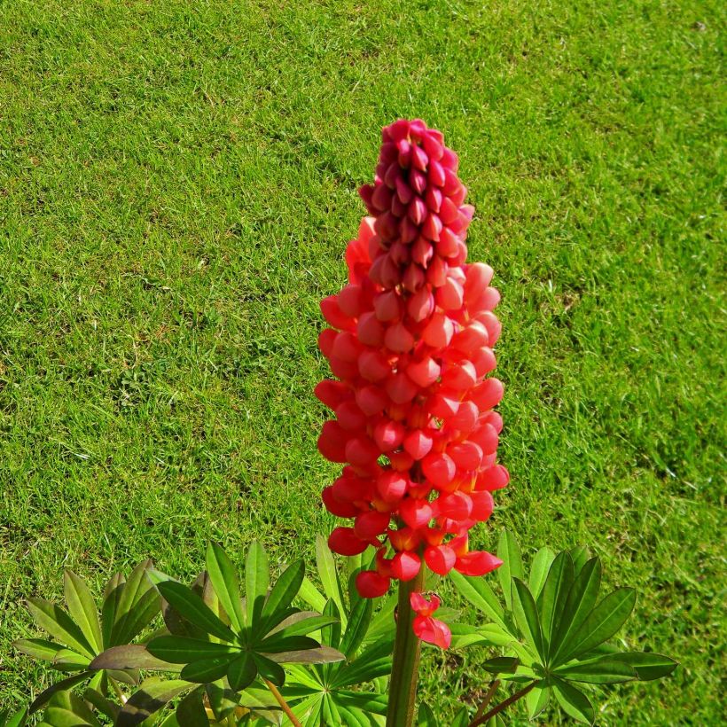 Lupinus West Country Towering Inferno - Lupino (Fioritura)