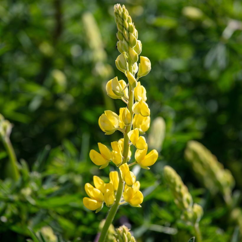 Lupinus arboreus - Lupino (Fioritura)