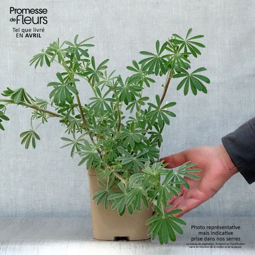 Lupin arboreus en pot de 2 litres esemplare consegnato in primavera