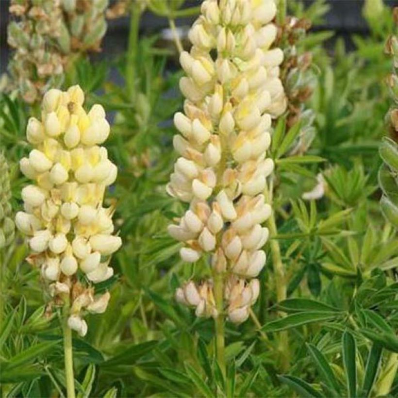 Lupinus Chandelier - Lupino (Fioritura)