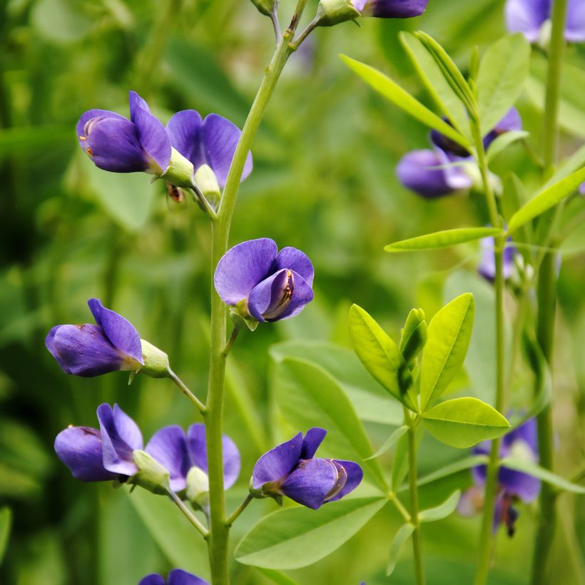 Baptisia australis - Indaco falso blu (Fioritura)