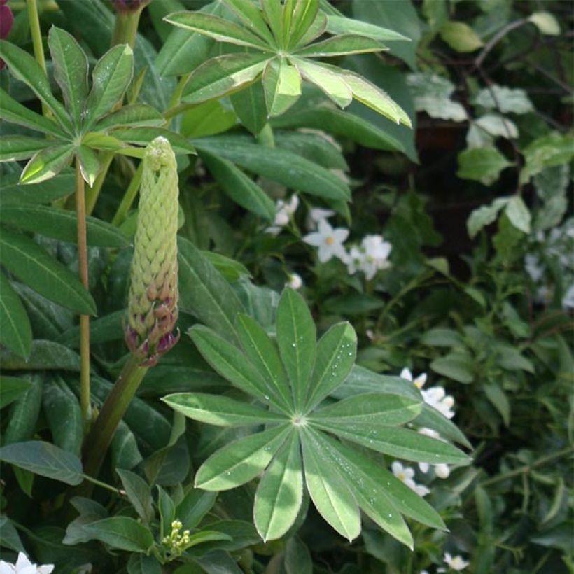 Lupinus Masterpiece - Lupino (Fogliame)