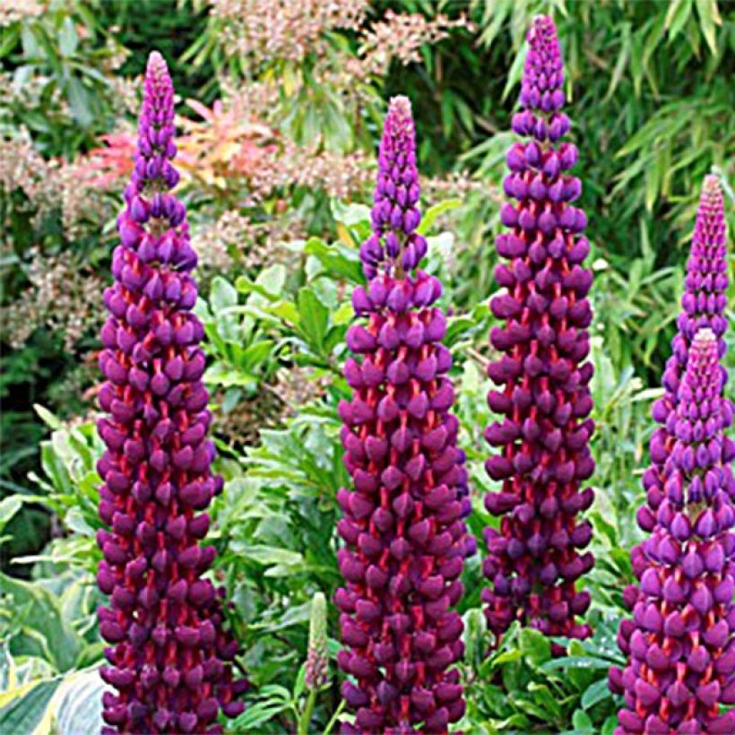 Lupinus Masterpiece - Lupino (Fioritura)