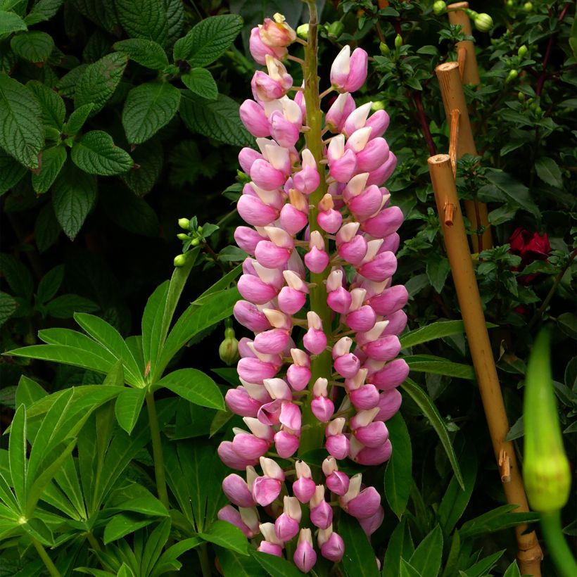 Lupinus Minaret - Lupino (Fioritura)