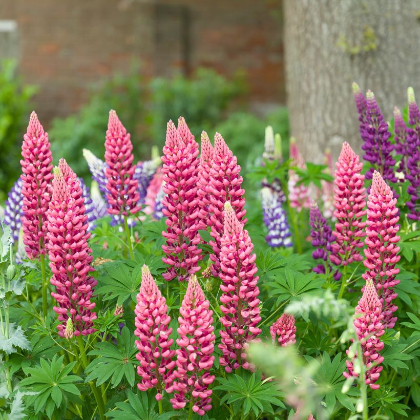 Lupinus Minaret - Lupino (Porto)