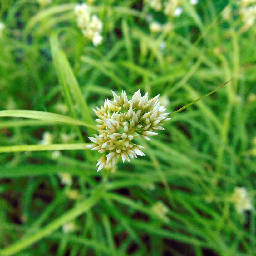 Luzula nivea - Erba lucciola maggiore (Fioritura)