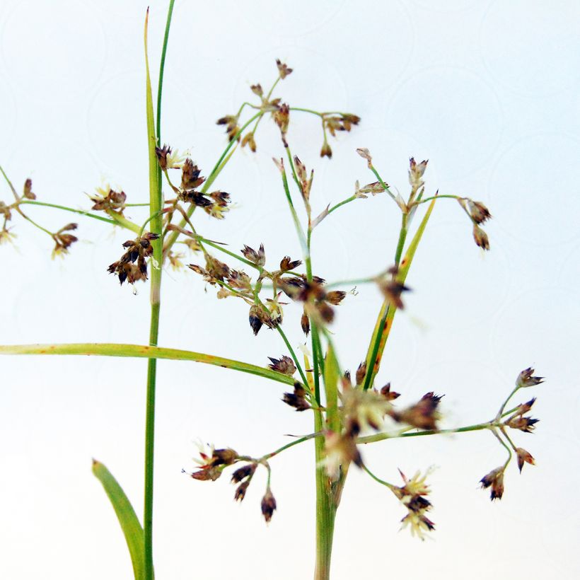 Luzula sylvatica Solar Flare (Fioritura)