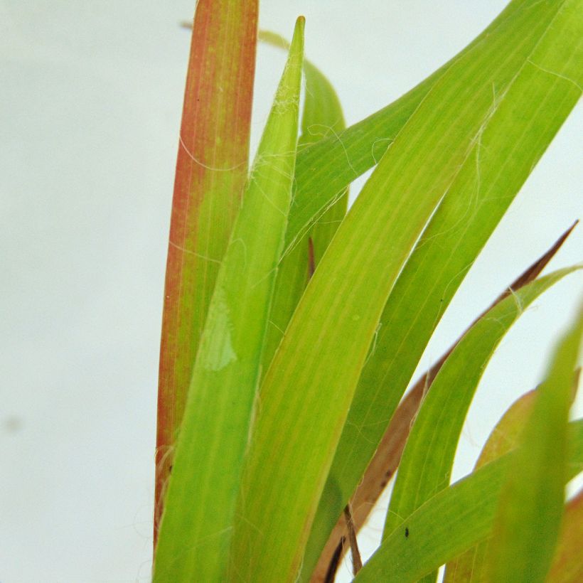 Luzula pilosa - Erba lucciola pelosa (Fogliame)