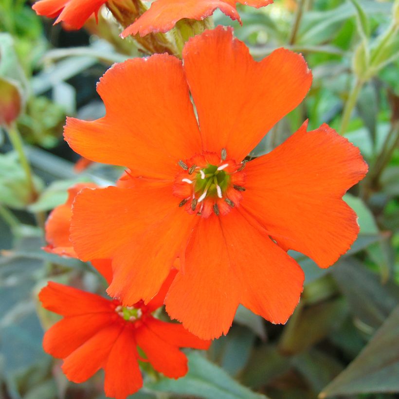 Lychnis arkwrightii Vesuvius - Crotonella (Fioritura)