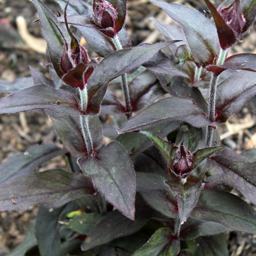 Lychnis arkwrightii Vesuvius - Crotonella (Fogliame)