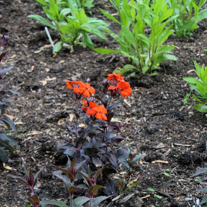 Lychnis arkwrightii Vesuvius - Crotonella (Porto)