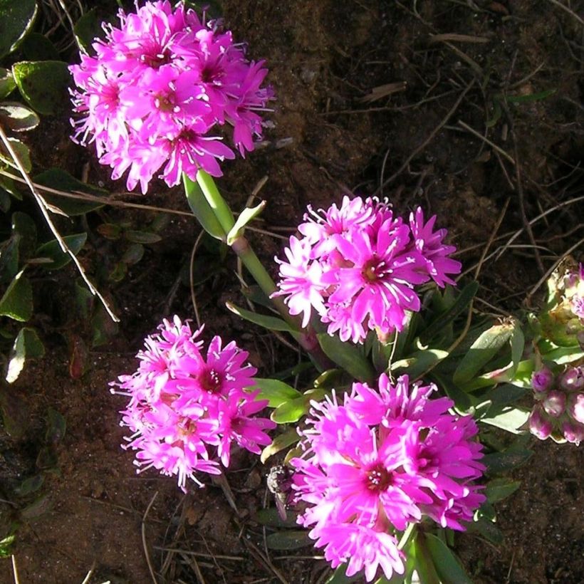 Lychnis alpina - Crotonella alpina (Fioritura)