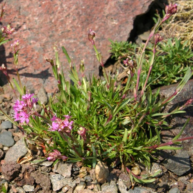 Lychnis alpina - Crotonella alpina (Porto)