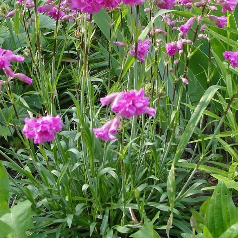 Lychnis alpina Rosea - Crotonella alpina (Fogliame)