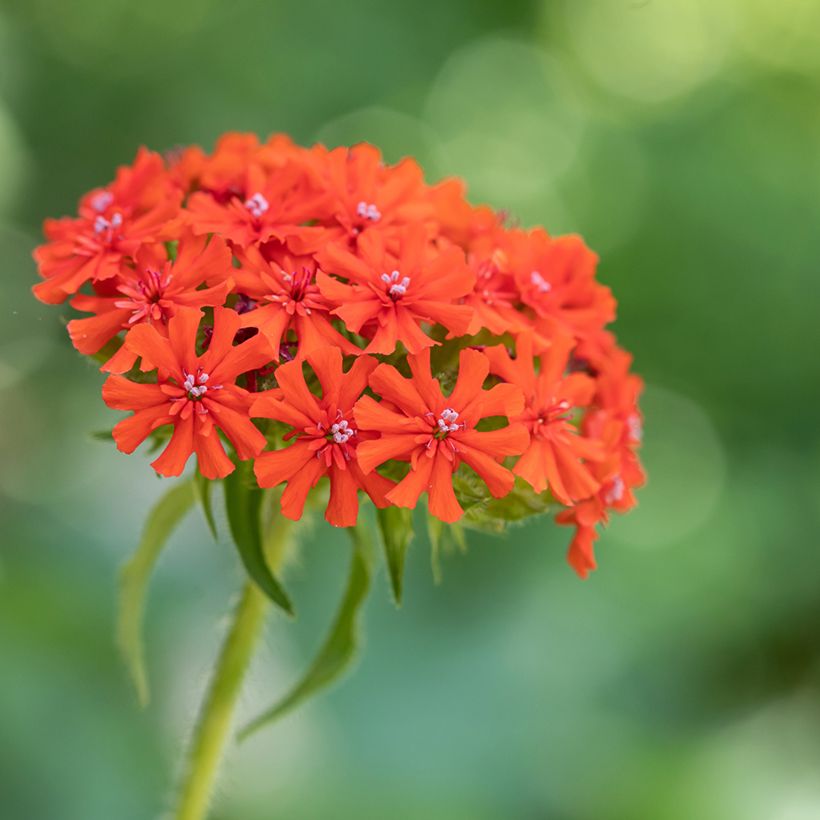 Lychnis chalcedonica Flore Pleno - Crotonella scarlatta (Fioritura)