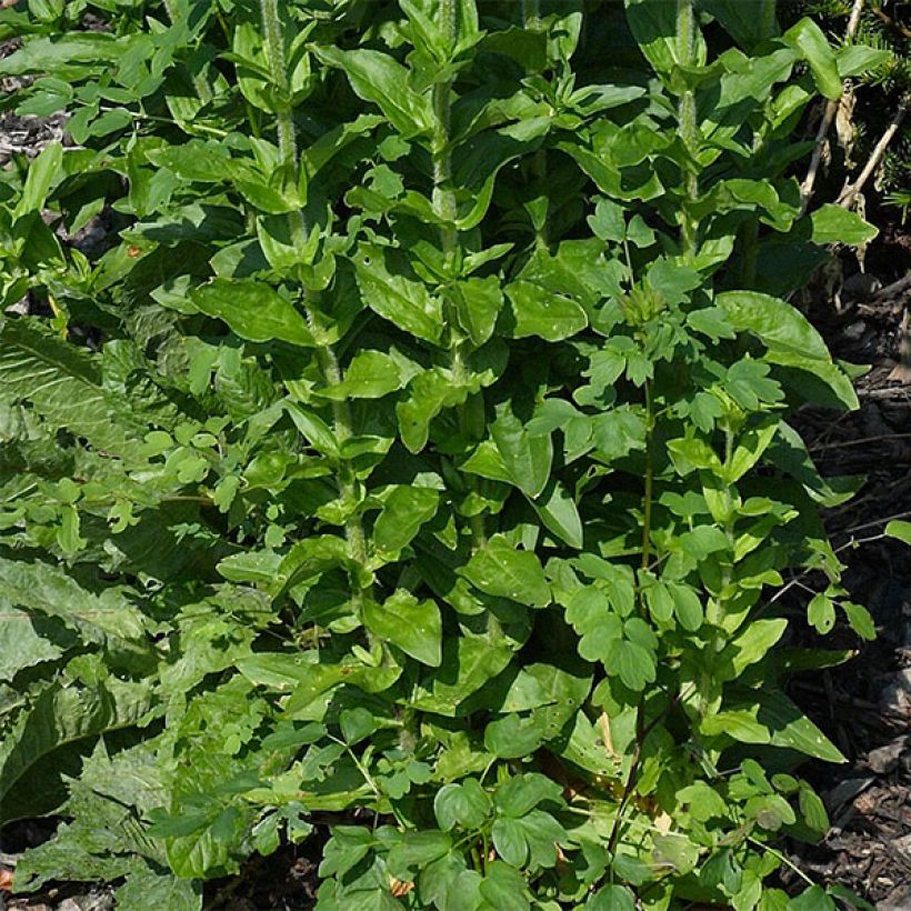 Lychnis chalcedonica Flore Pleno - Crotonella scarlatta (Fogliame)