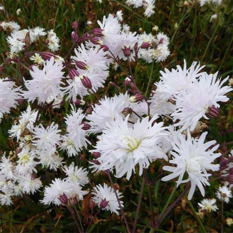 Lychnis flos-cuculi Petit Henri - Crotonella Fior di cuculo (Fioritura)