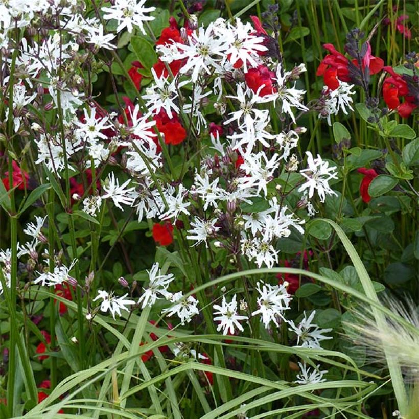 Lychnis flos-cuculi White Robin - Crotonella Fior di cuculo (Porto)