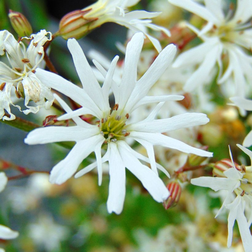 Lychnis flos-cuculi White Robin - Crotonella Fior di cuculo (Fioritura)