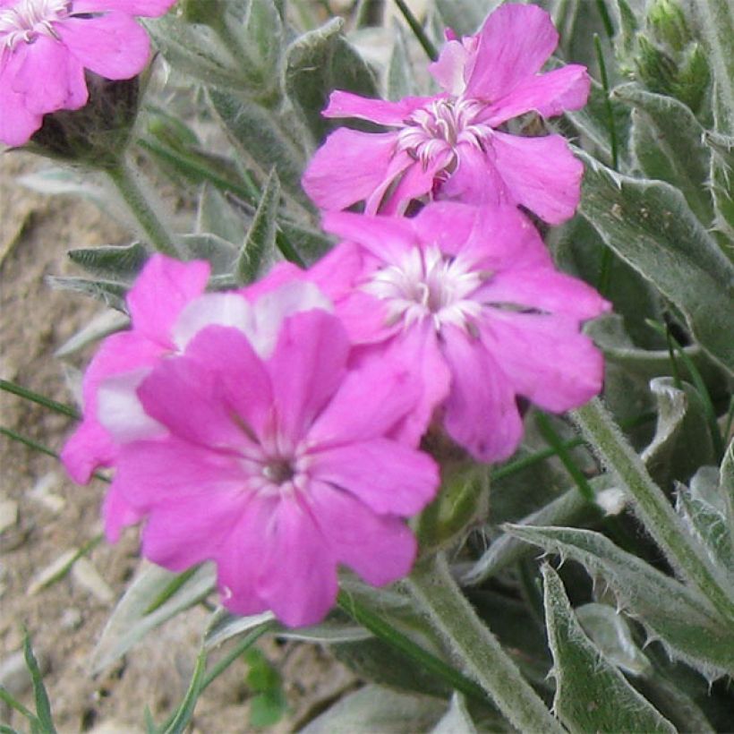 Lychnis flos-jovis - Crotonella fior di Giove (Fioritura)