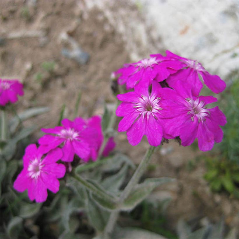 Lychnis flos-jovis Peggy - Crotonella fior di Giove (Fioritura)