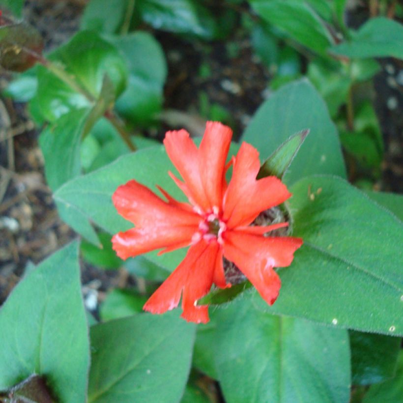 Lychnis haageana Molten Lava - Crotonella (Fogliame)