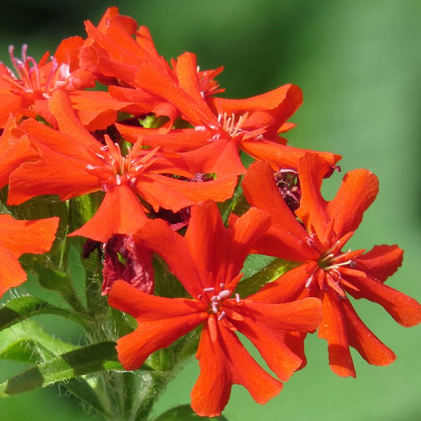 Lychnis haageana Molten Lava - Crotonella (Fioritura)