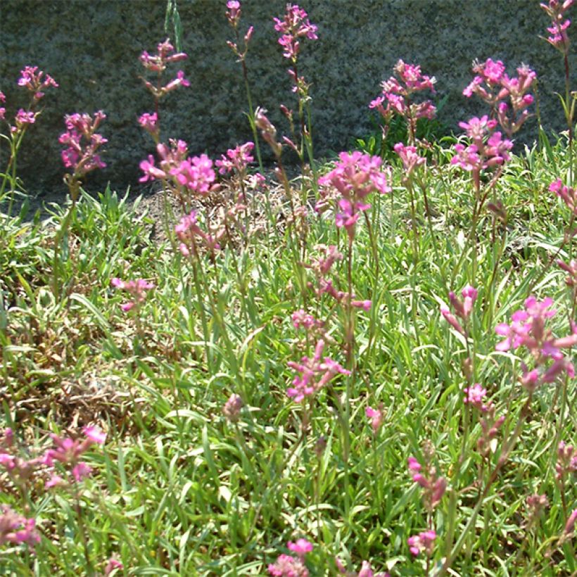 Lychnis viscaria Plena - Crotonella (Fioritura)