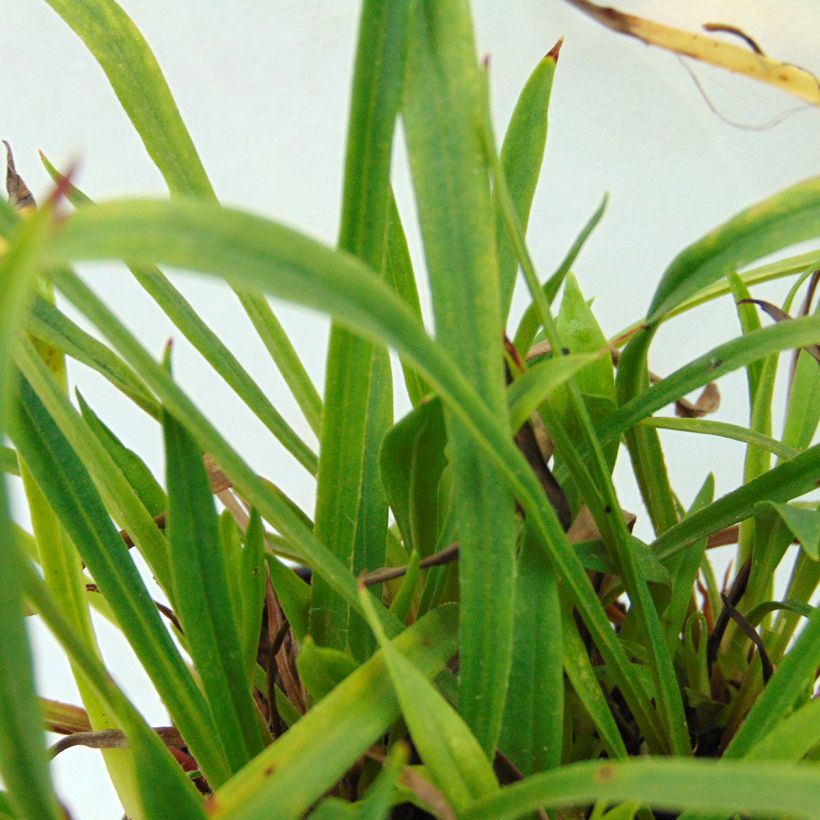 Lychnis viscaria Plena - Crotonella (Fogliame)