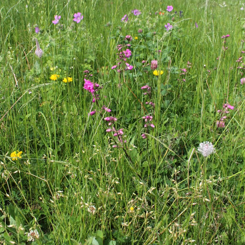 Lychnis viscaria Plena - Crotonella (Porto)