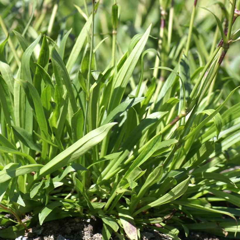 Lychnis yunnanensis - Crotonella (Fogliame)