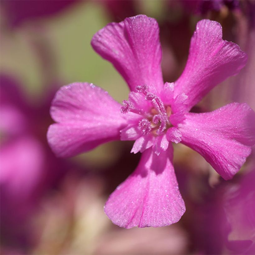 Lychnis yunnanensis - Crotonella (Fioritura)