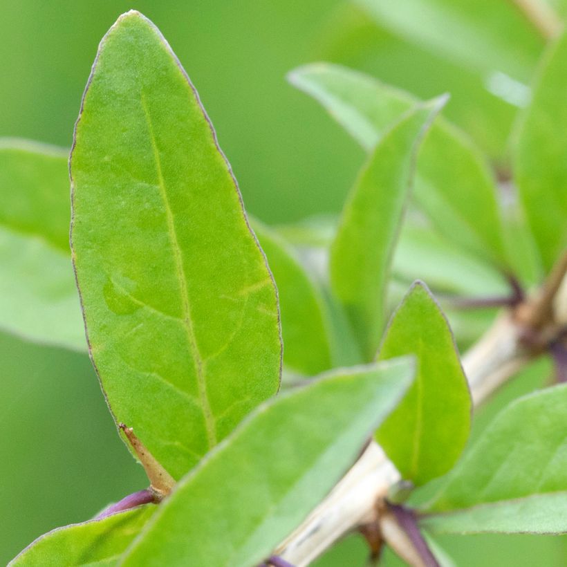 Lycium chinense - Goji (Fogliame)