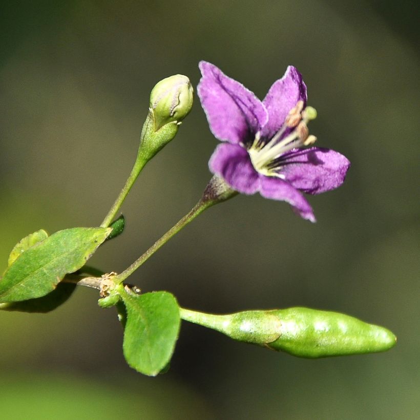 Lycium chinense - Goji (Fioritura)