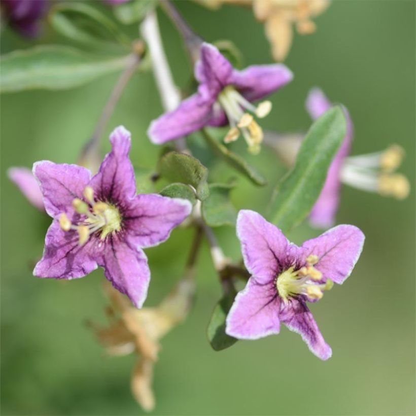 Lycium barbarum - Goji (Fioritura)