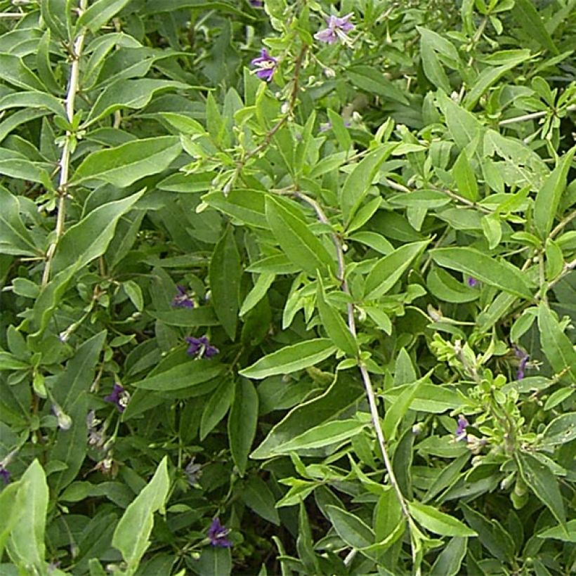 Lycium barbarum - Goji (Fogliame)