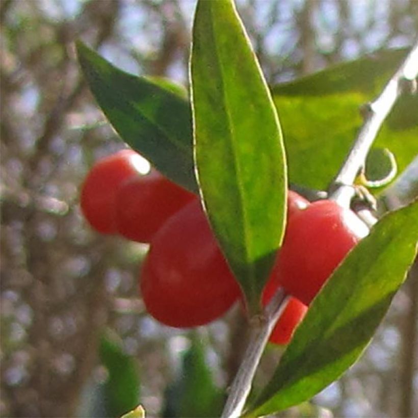 Lycium barbarum - Goji (Raccolta)