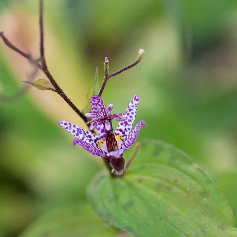 Tricyrtis formosana Pink Freckles (Fioritura)