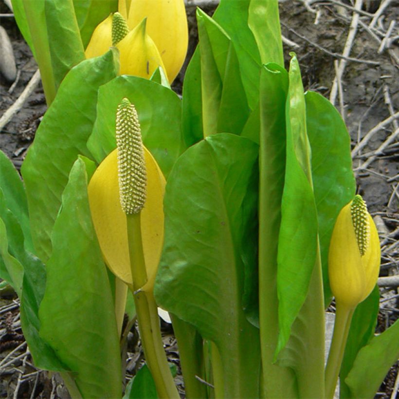 Lysichitum americanus (Fogliame)