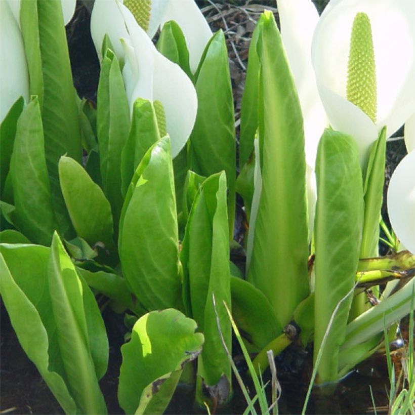 Lysichiton camtschatcensis (Fogliame)