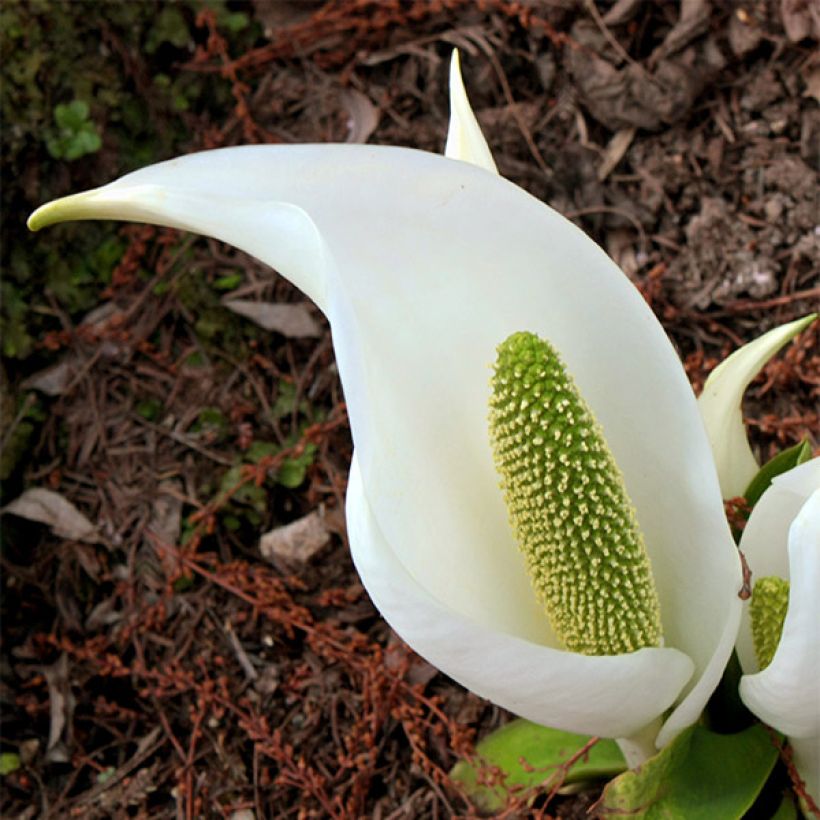 Lysichiton camtschatcensis (Fioritura)